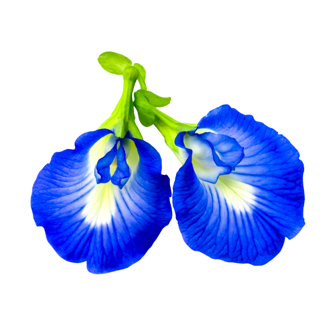 Blue Pea Flower
