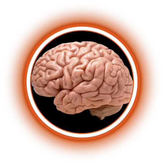 Brain/ Memory booster