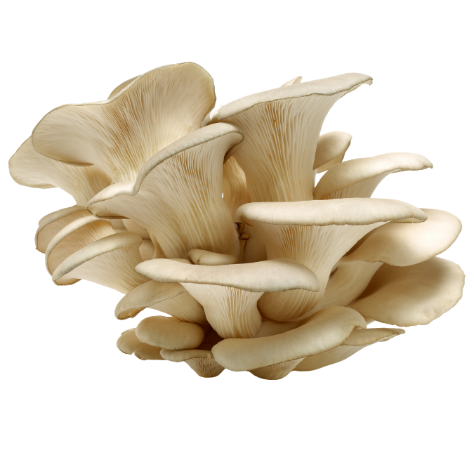 Oyster Mushroom