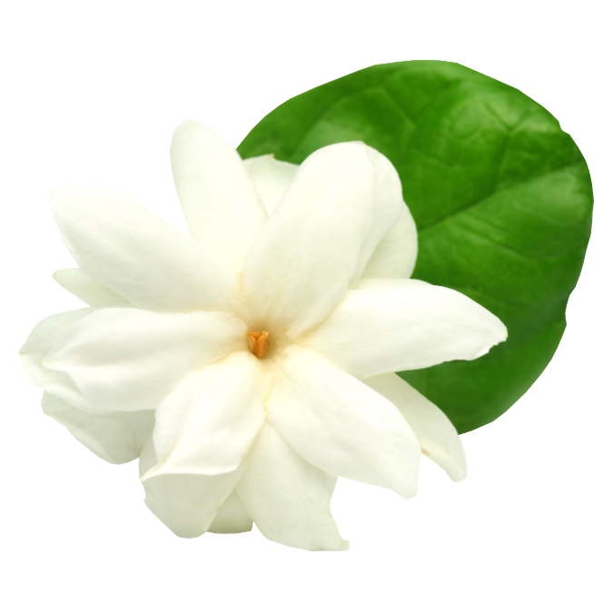 Jasmine