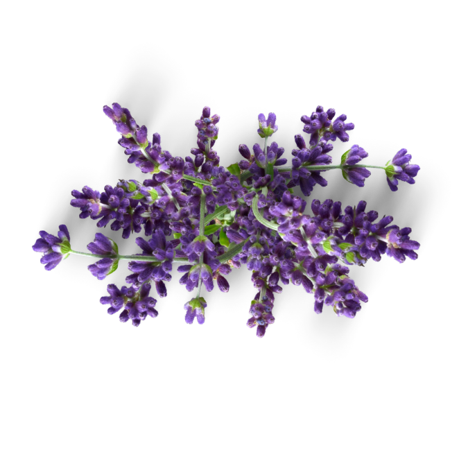Lavender Flower