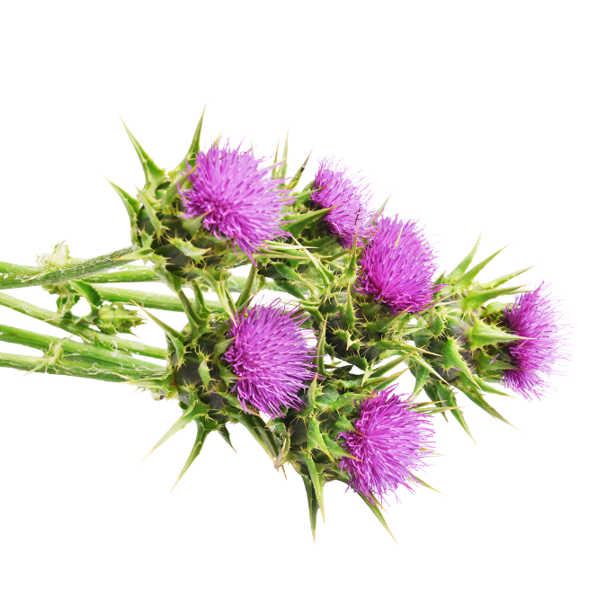 Milk Thistle