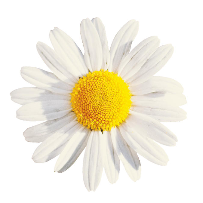 Chamomile Flowers