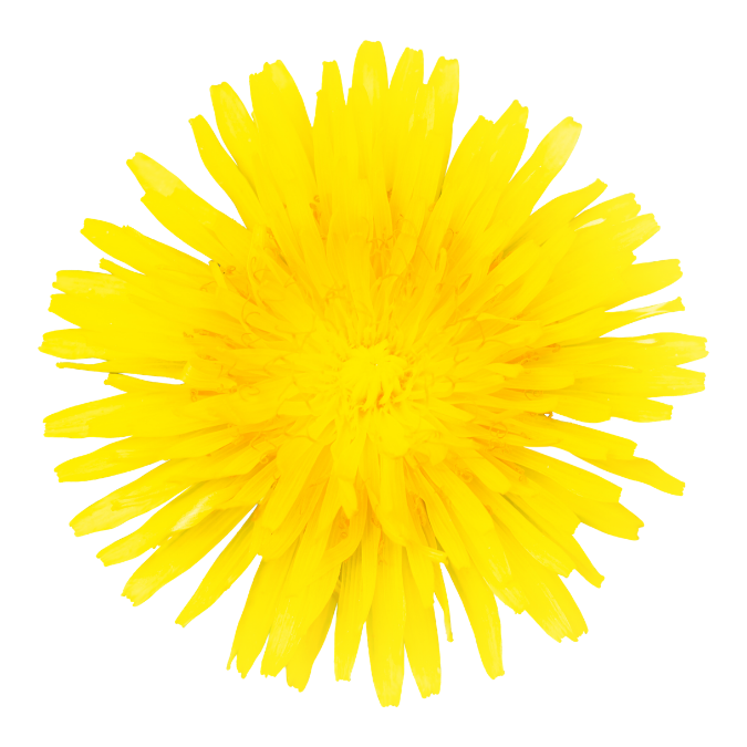 Dandelion Flower